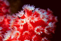 Cold water coral {Paragorgia arborea} feeding with polyps open, Trondheimsfjord, Norway