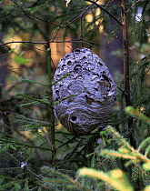 Wood wasp nest {Vespula sylvestris} Sweden