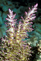 Hard Acropora coral close up, Great Barrier Reef, Australia