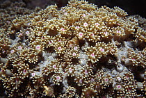 Daisy coral, Yap Islands, Palau, Micronesia