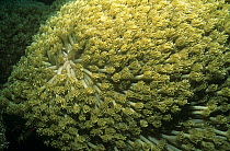Daisy coral (Gonipora columna), Bunaken, Sulawesi, Indonesia