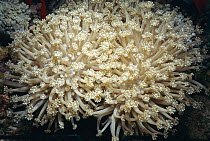 Daisy coral tentacles extended {Goniopora columna} Red Sea,