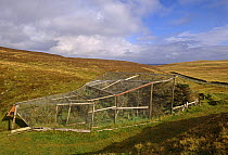 Heligoland trap over trees used to trap birds for ringing, Fair Isle, Scotland, UK