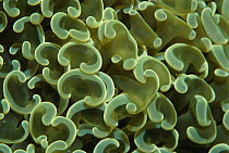 Coral {Euphyllia ancora} Pacific, Philippines