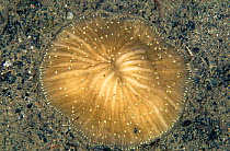 Mushroom coral {Fungia costulata} Sulawesi, Indonesia