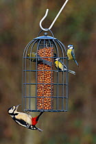 Great spotted woodpecker {Dendrocopus major} + Blue tits on squirrel proof garden feeder, UK