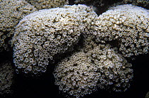 Club finger coral {Porites porites} with extended polyps, Jamaica, Caribbean