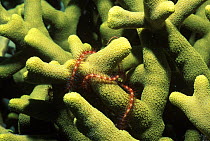 Finger coral {Porites cylindrica} and Bristlestar, Great Barrier Reef, Australia