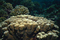 Finger coral {Porites nodifera} Persian Gulf