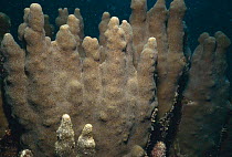 Finger coral {Porites lutea} Bahrain, Persian Gulf