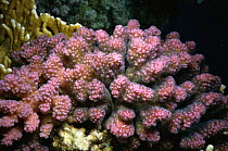 Coral {Pocillopora verrucosa} Red Sea, Middle East