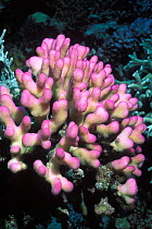 Coral {Stylophora pistillata} Great Barrier Reef, Australia