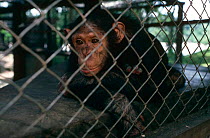 Young Chimpanzee looking bored behind bars {Pan troglodytes schweinfurthii} captive, Dem Rep of Congo