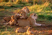 Marsh African Lion {Panthera leo} cubs playing on females,  Masai Mara NR, Kenya