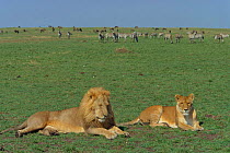 Marsh lions male & female resting, zebra herd in background Masai Mara NR, Kenya, E Africa