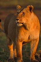 Marsh pride Lioness portrait (Panthera leo) Masai Mara NR, Kenya