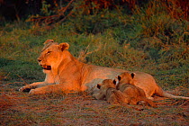 Two Marsh lion cubs suckling {Panthera leo} Masai Mara NR, Kenya, East Africa