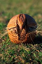 Three banded armadillo rolls up in defensive ball {Tolypeutes tricinctus}