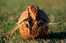 Three banded armadillo rolling up into defensive ball {Tolypeutes tricinctus}