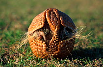 Three banded armadillo rolling up into defensive ball {Tolypeutes tricinctus}. Very tough skin consists of double layer of horn and bone