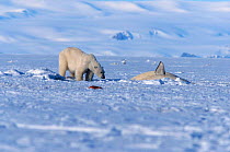 Polar bear {Ursus maritimus} about to attack Beluga whale trapped in ice hole. Canadian high arctic, summer savssat delphinapterus leucas