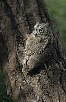 Scops owl {Otus scops} on tree trunk
