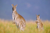 Eastern grey kangaroo + young {Macropus giganteus} Australia