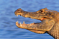 Spectacled / Jacare caiman {Caiman crocodilus} Llanos, Venezuela Hato El Frio