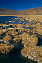 Freshwater lake at 3980metres, San Guillermo Biosphere Reserve, Central Andes, Argentina