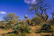 Mixed palm forest {Thrithrinax campestris} in foreground + {Butia yatay} in background - Espinal dry forest, Argentina, South America