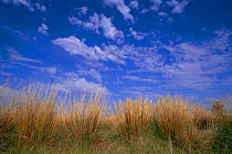 Roofing grass {Panicum sp} Rincon Santa Maria NR,  Corrientes, Argentina, South America