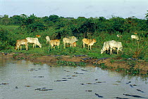 Zebu cattle graze beside river full of Spectacled caimans {Caiman crocodilus} Pantanal, Brazil
