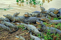 Spectacled caimans {Caiman crocodilus} cooling down at midday, Pantanal, Brazil, South America
