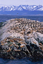 Fur seals {Artcocephalus australis} and Comorants {Phalacrocorax albiventer} on rocks, Beagle channel, Argentina, South America