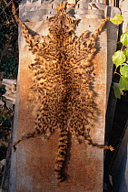 Pelt of Geoffroy's cat {Felis geoffroyi} killed by poachers. Argentina, South America