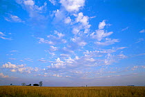 Grasslands around Ibera NR, Argentina, South America