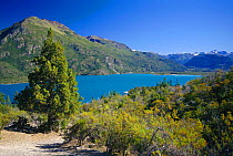 Cholila lake with Patagonian cypress trees {Austrocedrus chilensis}