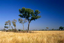 Dry chaco grassland with Axe-breaker tree {Schinopsis lorentzii}, Copo NP, Argentina, South America