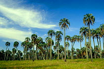 El Palmar NP with {Butia yatay} palm trees.  Espinal dry forest, Argentina, South America