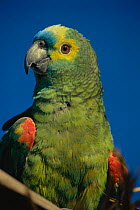 Blue fronted amazon parrot {Amazona aestiva aestiva} being reintroduced into the wild. Pantanal, Brazil, South America