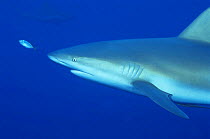 Grey reef shark {Carcharhinus amblyrhynchos} Grand Bahamas, Caribbean