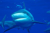 Grey reef shark {Carcharhinus amblyrhynchos} Nassau, Bahamas, Caribbean