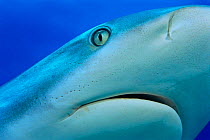 Grey reef shark close up {Carcharhinus amblyrhynchos} Grand Bahamas, Caribbean