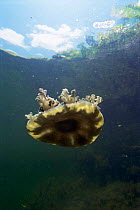 Jellyfish {Cassiopeia sp} Florida Keys, USA.