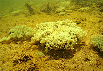 Jellyfish resting on seabed {Cassiopeia sp} Florida Keys, FL, USA, North America Atlantic