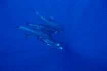 Short finned pilot whale pod {Globicephala macrorhynchus} Mediterranean