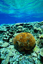 Brain coral on coral reef Great Barrier Reef, Australia.