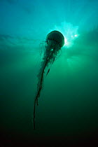 Compass jellyfish {Chrysaora hyoscella} Isles of Scilly, Cornwall, UK.