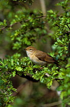 Willow warbler {Phylloscopus trochilus} in Hawthorn South Yorkshire, England, UK
