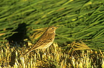 Rock pipit {Anthus spinoletta} on cut grass, Sohar, Oman, Middle East